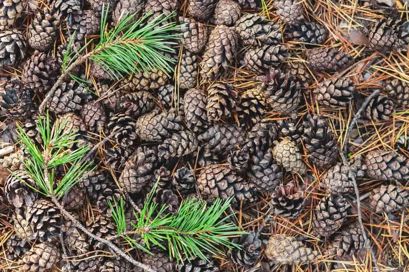 Où trouver des pommes de pin ?